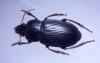 Harpalus fuscicornis